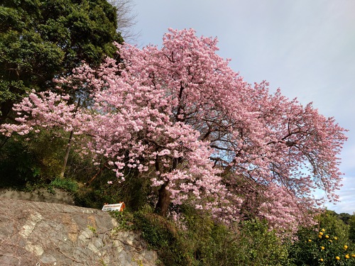 河津桜開花情報！～河津桜並木と大宮瀬の桜2023.2.18～