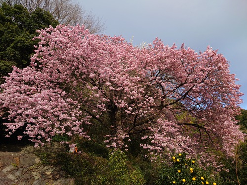 河津桜開花情報！～河津桜並木と大宮瀬の桜2023.2.18～