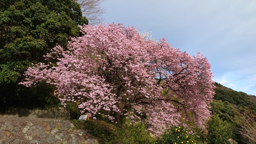 河津桜開花情報！～河津桜並木と大宮瀬の桜2023.2.18～