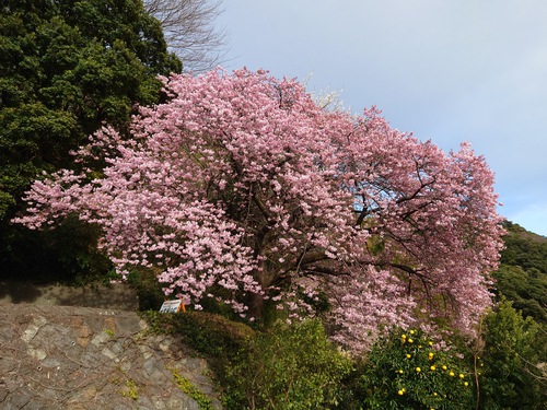 河津桜開花情報！～河津桜並木と大宮瀬の桜2023.2.18～