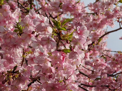 河津桜開花情報！～河津桜並木と大宮瀬の桜2023.2.18～