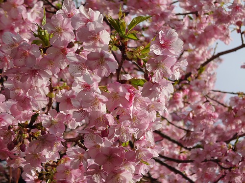 河津桜開花情報！～河津桜並木と大宮瀬の桜2023.2.18～