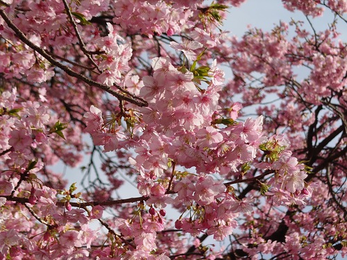 河津桜開花情報！～河津桜並木と大宮瀬の桜2023.2.18～