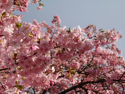河津桜開花情報！～河津桜並木と大宮瀬の桜2023.2.18～