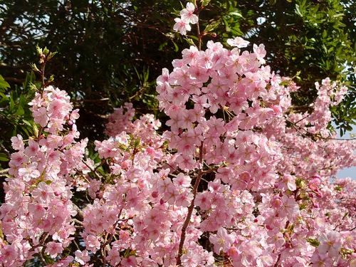 河津桜開花情報！～河津桜並木と大宮瀬の桜2023.2.18～