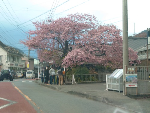 河津桜開花情報！～河津桜並木と大宮瀬の桜2023.2.18～