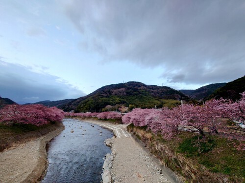 河津桜開花情報！～河津桜並木と大宮瀬の桜2023.2.18～