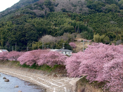 河津桜開花情報！～河津桜並木と大宮瀬の桜2023.2.18～