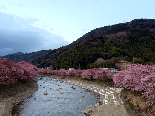 河津桜開花情報！～河津桜並木と大宮瀬の桜2023.2.18～