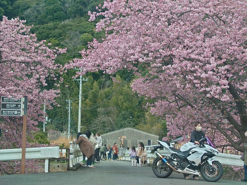 河津桜開花情報！～河津桜並木と大宮瀬の桜2023.2.18～