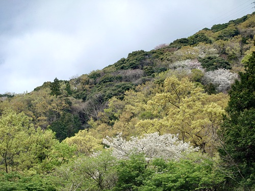 紅甘夏と春の芽吹き！