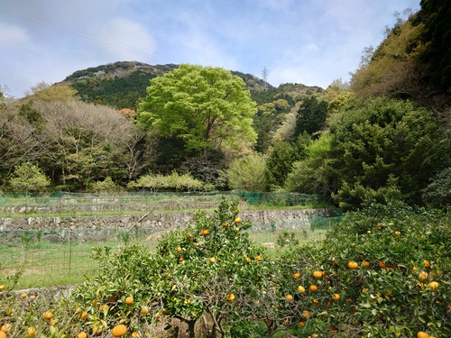 紅甘夏と春の芽吹き！