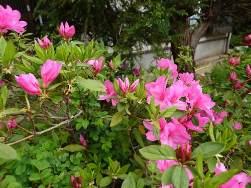 紅甘夏と春の芽吹き！