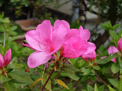 紅甘夏と春の芽吹き！