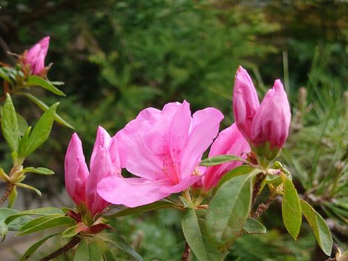 紅甘夏と春の芽吹き！