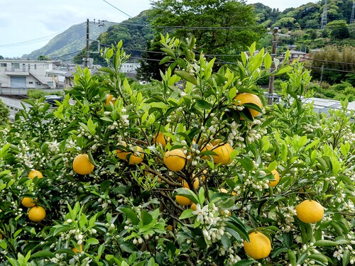 河津特産ニューサマーオレンジ・紅甘夏の収穫中！