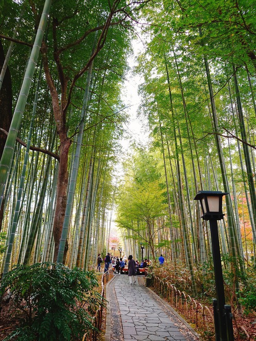 秋の修善寺温泉・竹林の小径
