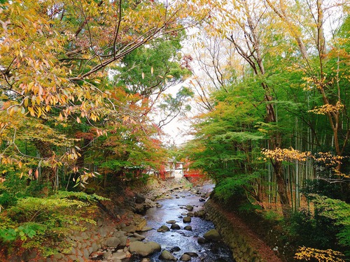 紅葉の修善寺温泉街を歩きました！