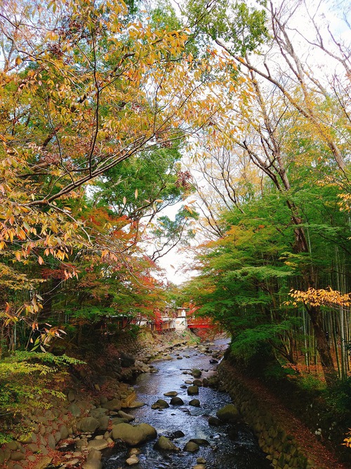 紅葉の修善寺温泉街を歩きました！