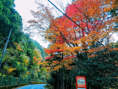 天城路の紅葉！