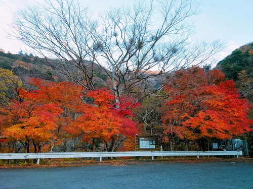 天城路の紅葉！