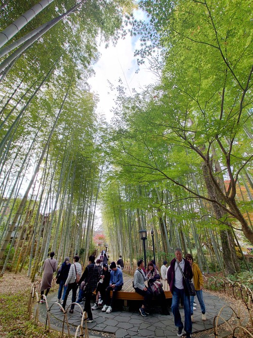 秋の修善寺温泉・竹林の小径