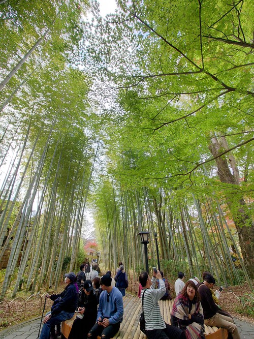 秋の修善寺温泉・竹林の小径