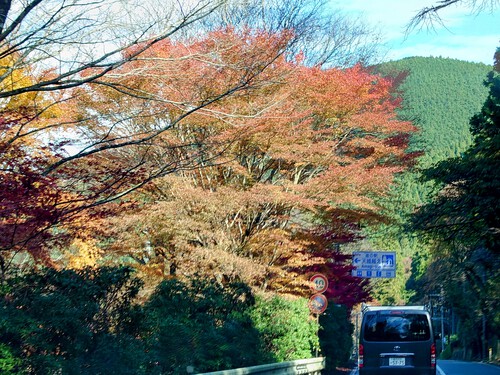 天城路の紅葉！