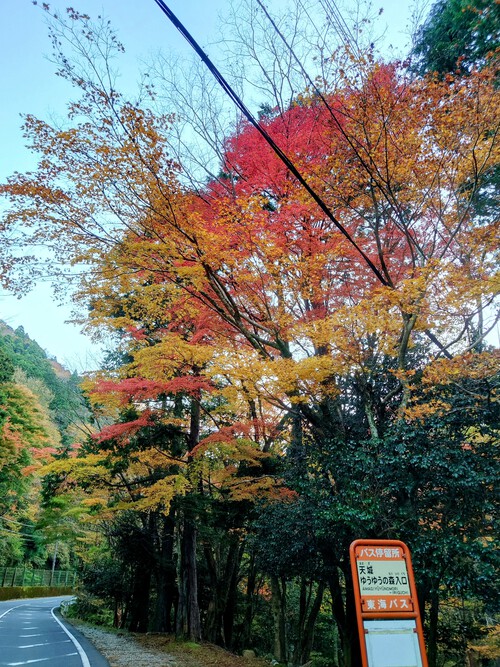 天城路の紅葉！