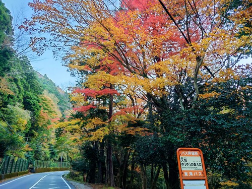 天城路の紅葉！