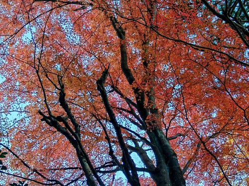 天城路の紅葉！