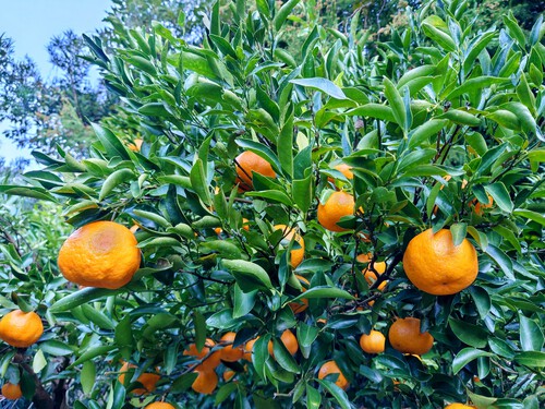 強風の中、河津特産ポンカンの収穫をしました！