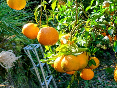 強風の中、河津特産ポンカンの収穫をしました！