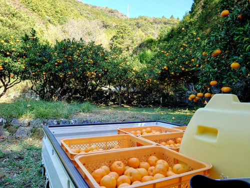 強風の中、河津特産ポンカンの収穫をしました！