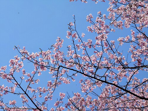 富士宮市稲子 ユー・トリオの大島桜