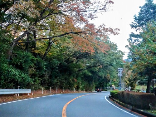 今朝の天城越え