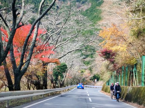 天城越えの紅葉