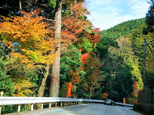 天城越えの紅葉