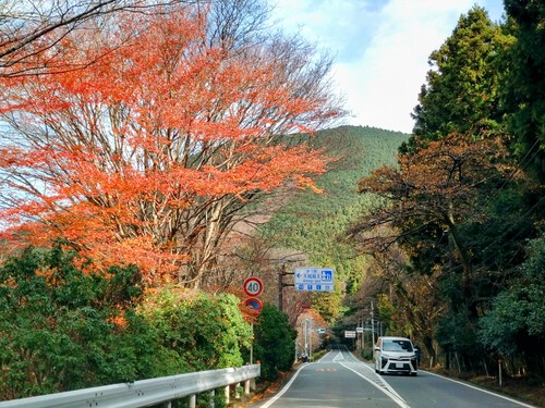 天城越えの紅葉