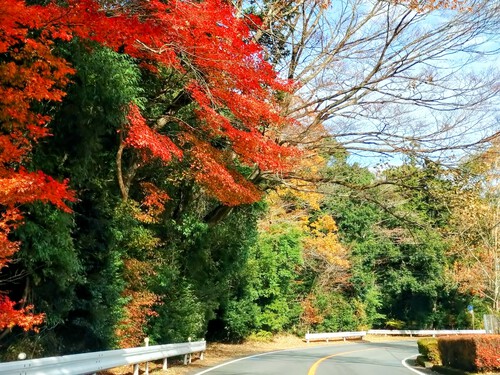 天城越えの紅葉