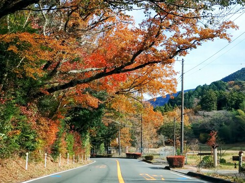 天城越えの紅葉