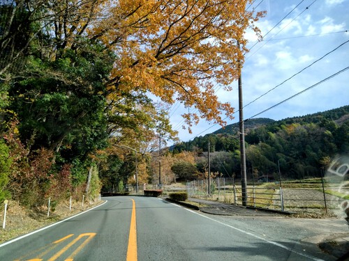 天城越えの紅葉