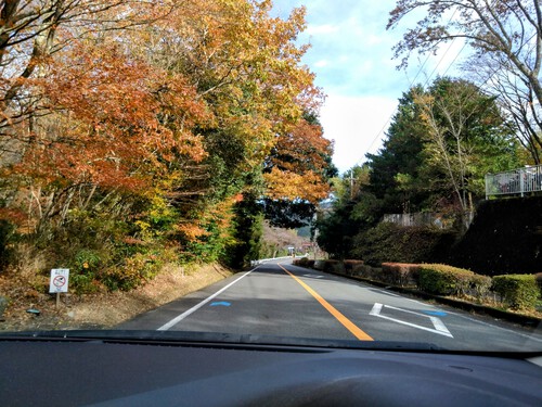 天城越えの紅葉