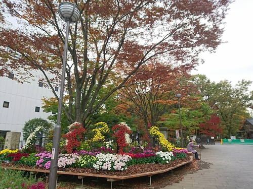 河津桜1輪と、黄葉と紅葉〜☆