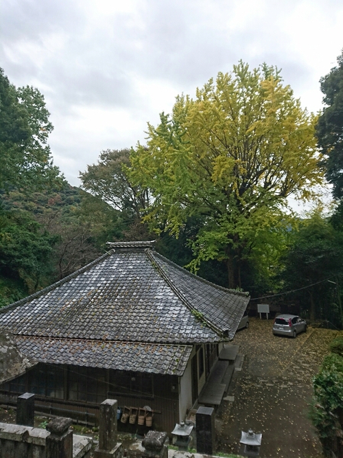 河津桜1輪と、黄葉と紅葉〜☆