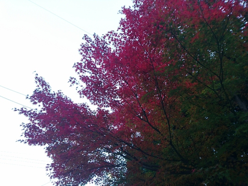 紅葉！近くの公園にて〜♪