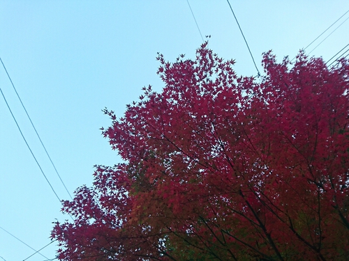 紅葉！近くの公園にて〜♪