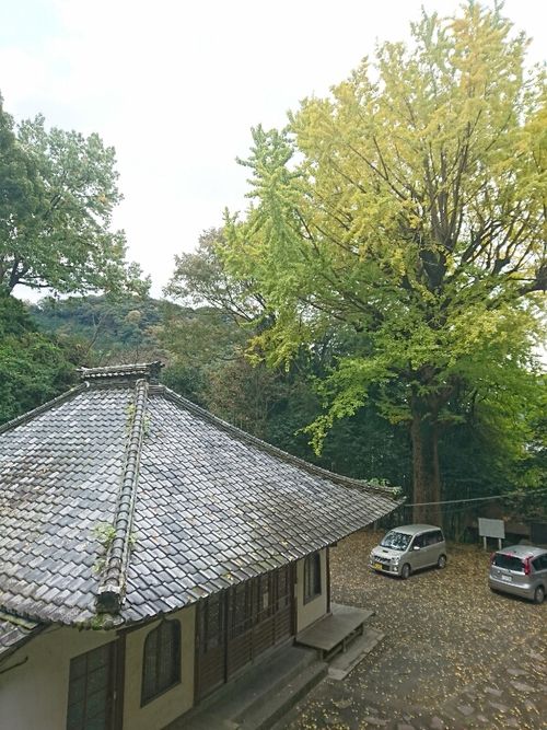 河津桜1輪と、黄葉と紅葉〜☆
