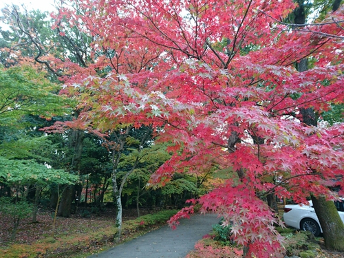 河津桜1輪と、黄葉と紅葉〜☆