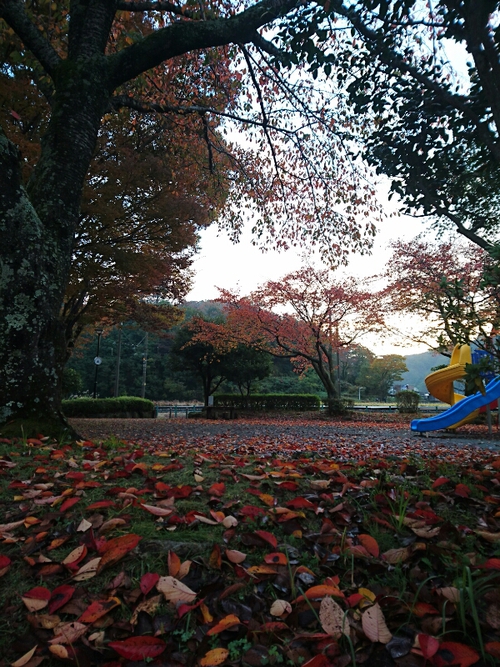 紅葉！近くの公園にて〜♪